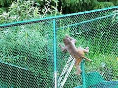 Monkey Safety Nets in Warangal